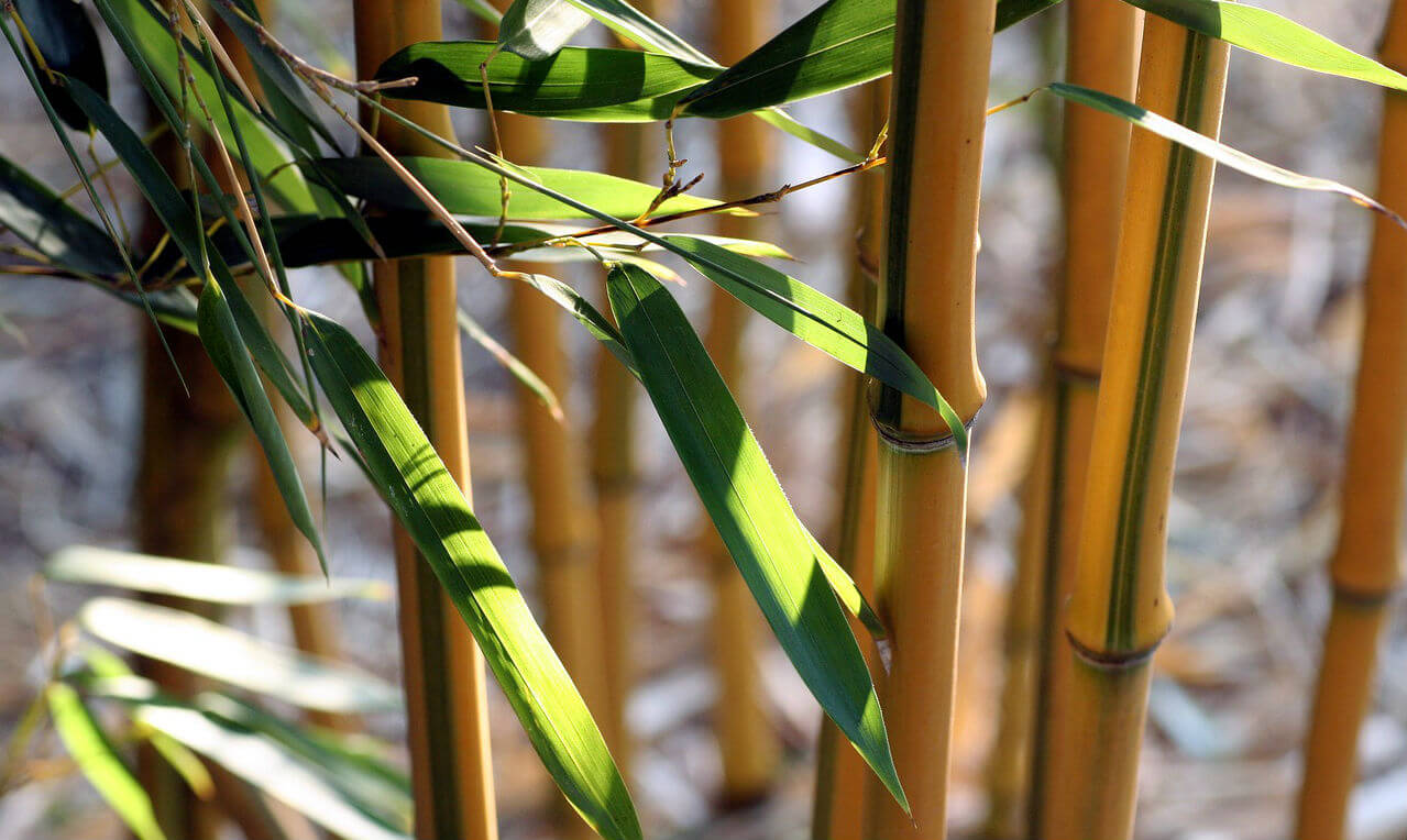 Бамбуковый веник польза